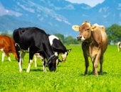 حصوات مرارة البقر أغلى من الذهب.. كيف تحولت إلى ثروة نادرة؟