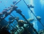 أبو غصون قرية طبيعية وتاريخية وجيولوجية فريدة فى قلب البحر الأحمر.. تجمع بين ثروات معدنية هائلة ونباتات طبية نادرة وحيوانات برية متنوعة وشواطئ غوص ساحرة.. ونموذج مميز للموارد الطبيعية والسياحة البيئية بمرسى علم