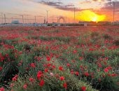 متنزه ربيع الصداوى.. وجهة طبيعية تعكس جمال الربيع بـ"حفر الباطن" فى السعودية