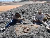 جامعة الوادى الجديد توضح تفاصيل اكتشاف أول سلحفاة من عصر الديناصورات فى أفريقيا