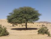 السنط.. شجرة تحكى تاريخ الصحراء الشرقية وتمنح الرعاة الظل والأمان.. صور