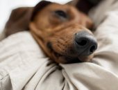 اقتناء الكلاب قبل الاستقرار المهنى والعائلى.. ظاهرة متصاعدة بين جيل زد