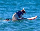 نفوق الكلبة شوجر أيقونة ركوب الأمواج بعد صراع مع السرطان.. صور