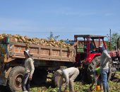 انطلاق موسم حصاد البنجر بالإسماعيلية وسط فرحة المزارعين.. فيديو