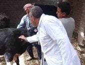 محافظ سوهاج: تحصين  20 ألف رأس ماشية  ضد الجلد العقدي وجدري الأغنام