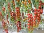 حرب إيران تثير أزمة خضراوات في بريطانيا .. تفاصيل