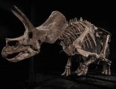 هيكل عظمى لديناصور عمره 66 مليون عام يحصد 5.5 مليون دولار فى مزاد إلكترونى