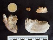 موقع أجنبى يبرز اكتشاف حفريات مصرية عمرها 18 مليون عام