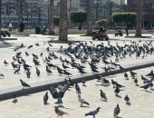 سحر المدينة الباسلة ساحة الحمام أيقونة الجمال والسلام فى بورسعيد