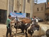 الطب البيطري بسوهاج تنظم قافلة بيطرية لعلاج الماشية بالمجان بالمراغة