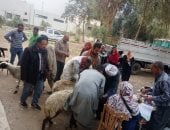 تسليم 298 رأس أغنام للأسر الأكثر احتياجا بمركزى المراغة وساقلته فى سوهاج