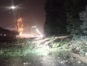 تكسير فروع الأشجار وسقوط لافتات بسبب شدة الرياح بالقليوبية.. صور