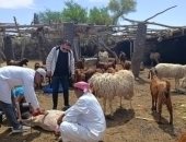 مركز بحوث الصحراء بسيناء يطلق برنامجا تدريبيا لدعم مربى الأغنام والماعز