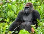 القردة العليا.. ما علاقتهم بالبشر؟