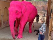 مصورة روسية تتلقى تهديدات بالقتل بسبب فيل وردى هندى.. صور