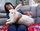 بريطانية تمتلك أرنبا هولنديا عملاقا يصل وزنه لـ 9 كيلو جرام.. صور