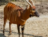 جهود كينية للحفاظ على "ظباء البونجو" المهددة بالانقراض.. 100 حيوان جبلى فقط متبقية.. الصيد الجائر وفقدان الموائل السبب الأساسى في انهيار أعدادها.. وكينيا تطور نظام مراقبة لمتابعة تحركاتها في الغابات الجبلية
