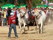 المغامرة والإثارة.. فعاليات سباقات عربات الثيران التقليدية فى كمبوديا