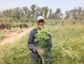 حصاد الشمر بمزارع الشرقية.. يصدر إلى الدول الأوروبية بنسبة 95%.. فيديو