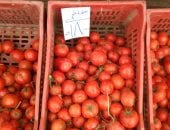 وزارة التموين تطرح الطماطم بمنافذ المجمعات الاستهلاكية.. اعرف أسعار اليوم