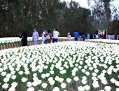 اهتمام بتحول مهرجان الزهور لوجهة سياحية في مدينة ينبع السعودية