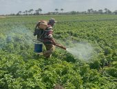 مزارعو البطاطس بالدقهلية: واجهنا التقلبات الجوية وتمكنا من حماية المحصول.. فيديو