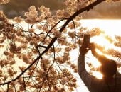  أزهار الكرز تزين الحدائق من طوكيو إلى واشنطن