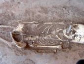 حمض نووى يكشف عن سلالة بشرية غير معروفة فى الصين.. ما القصة؟