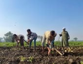 "الذهب الأصفر" فى البدرشين.. 120 يومًا من الكفاح تنتهى بلقمة حلال تشهد عليها الأرض وأهلها.. الآباء يكافحون بفؤوسهم ويحفرون بأيديهم طريق الرزق.. والأمهات "وتد" الحصاد وشريكات الشقاء فى تأمين قوت الأبناء.. صور