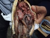 قبل شم النسيم.. ضبط 6.5 طن رنجة وسردين غير صالحة للاستهلاك بكفر الشيخ