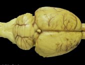 تجربة ثورية.. باحثون يدرّبون خلايا عصبية حية لتنفيذ مهام ذكاء اصطناعى