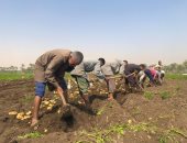 فرحة فى حقول البدرشين.. موسم حصاد البطاطس يضيء محافظة الجيزة