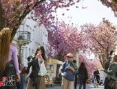 اللون الوردي يغمر شوارع مدينة بون.. موسم الكرز يخطف الأنظار فى ألمانيا