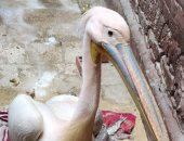 مصادرة بجعة داخل محل أسماك فى طنطا ونقلها لحديقة الحيوان بكفر الشيخ