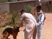 تحصين 1234 كلب ضال ضد السعار بأسوان