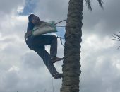 النخيل يزين ريف مصر.. يحتاج لتقليم واهتمام ويتم تلقيحه باستخدام العنصر البشرى.. فيديو