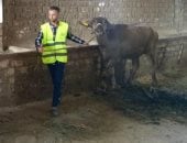 الأورمان تسلم 71 ألف رأس ماشية للأسر الأكثر احتياجا بالمحافظات