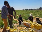 حصاد العسل الأبيض.. شاهد الكنتالوب فى مزارع الإسماعيلية... فيديو