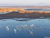 بحيرات الصين تستقبل أسراب الطيور المهاجرة بعد عودتها من الرحلة السنوية