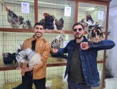 من فوق السطح للعالمية.. "إسلام" يحول شغفه بالدواجن النادرة لمشروع مربح