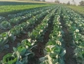 محصول الكرنب منور فى غيطان المنوفية.. أحد الفلاحين: «المحشى» الأكلة المحببة لجموع الشعب المصرى.. ويؤكد: المحصول يستمر فى الأرض 60 يوما فقط لحين الحصاد.. ووكيل وزارة الزراعة: لدينا نحو ألف فدان هذا العام.. صور