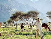 "حلايب" زهرة مدائن الجنوب.. جذور بعمق التاريخ ومكانة راسخة فى وجدان قبائل البشارية.. "حدربة" آخر قرية مصرية على الحدود الجنوبية تعنى "الجبل الوعر".. والأسماء تروى حكايات الصحراء والإنسان عبر مئات السنين.. صور