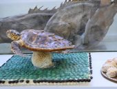 كنوز البحر الأحمر ترسم لوحة تراثية فريدة فى المتحف البحرى بفرسان بالسعودية