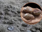 اكتشاف عش ديناصورات يحتوى على بيض متحجر عمره 72 مليون عام فى إسبانيا