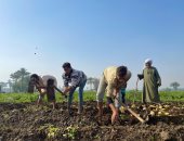 أيادٍ تشقى وقلوب راضية.. موسم حصاد البطاطس يرسم فرحة البدرشين.. فيديو