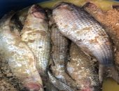 إقبال كبير على شراء الفسيخ والرنجة قبل شم النسيم في المحلة.. بث مباشر