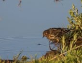 الجشنة حمراء الزور.. زائر يزين براري السعودية بتنوعه اللوني وسلوكه الحيوي
