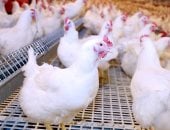 أسعار الدواجن والفراخ البلدى بأسواق ومحلات الأقصر اليوم الأربعاء 15 أبريل 2026