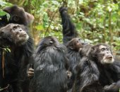 حرب أهلية فى الأدغال.. كيف سقطت «جمهورية» الشمبانزى فى فخ الاقتتال الداخلى؟