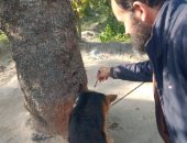 حملة ميدانية لتحصين الكلاب ضد مرض السعار فى 6 مراكز بكفر الشيخ.. صور